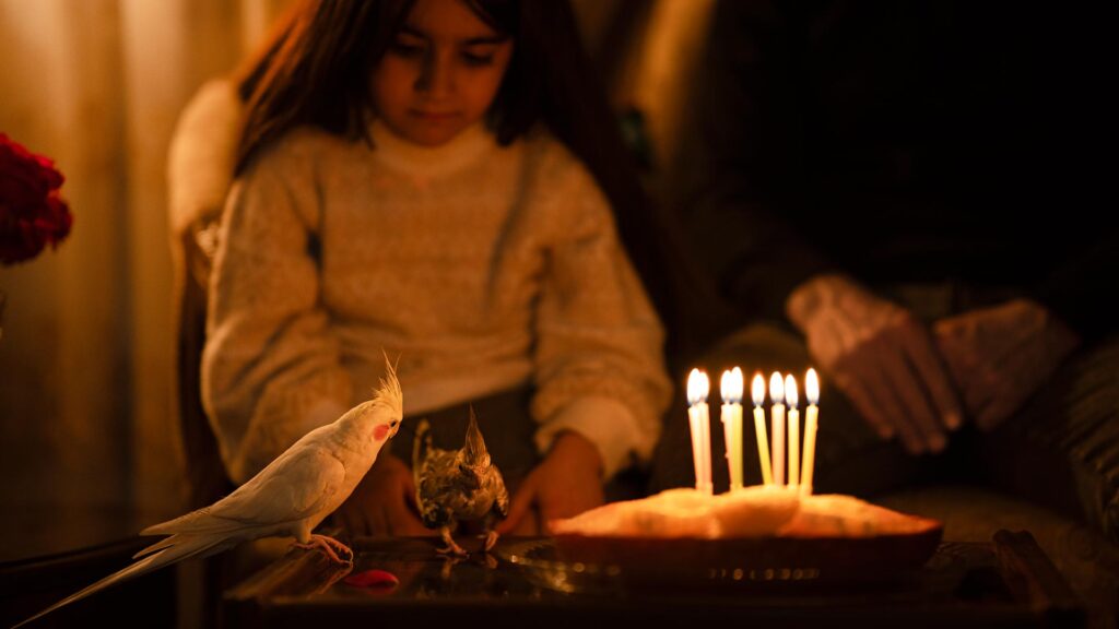 عکاسی تولد به همراه طوطی